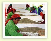 The Bombay Burmah Trading Corporation Limited 
