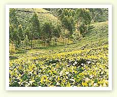 Estate Tea Company