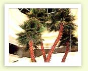 Horticulture