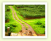 The Bombay Burmah Trading Corporation Limited 
