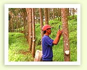 Rubber Plantation