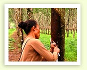 Rubber Plantation