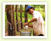 rubber plantation