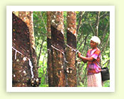 rubber plantation