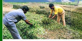 The Bombay Burmah Trading Corporation Ltd.