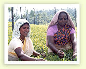 The Bombay Burmah Trading Corporation Limited 