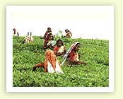 The Bombay Burmah Trading Corporation Limited 